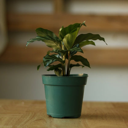  Calathea Leopardina - Concinna 'Freddie'