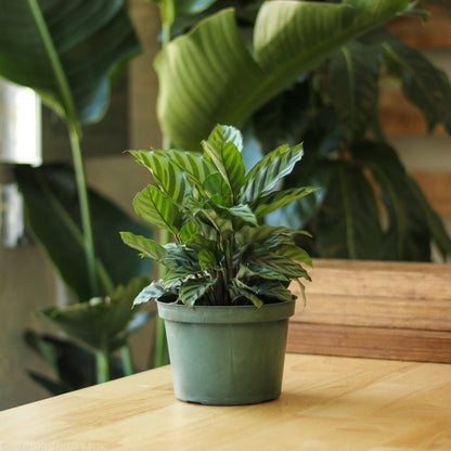  Calathea Leopardina - Concinna 'Freddie'