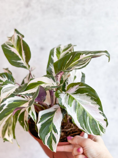  Calathea Lietzei 'Stella' - Stella Calathea