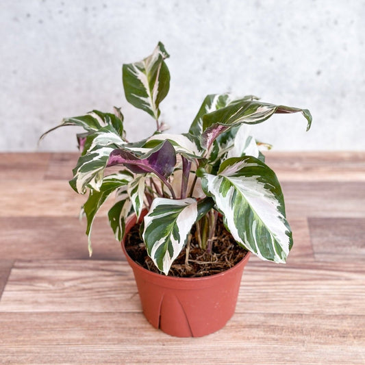  Calathea Lietzei 'Stella' - Stella Calathea