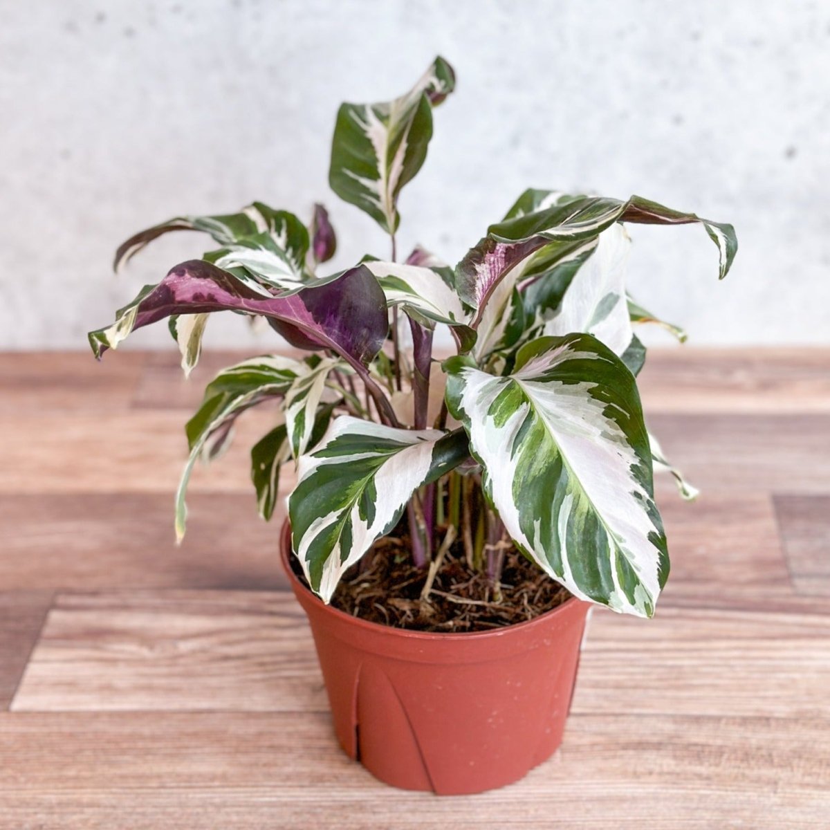  Calathea Lietzei 'Stella' - Stella Calathea