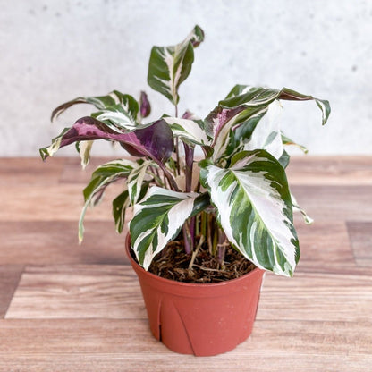  Calathea Lietzei 'Stella' - Stella Calathea