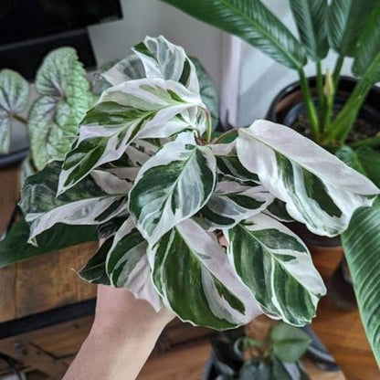  Calathea Lietzei 'White Fusion' - White Fusion Calathea - Various Sizes
