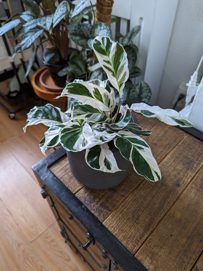  Calathea Lietzei 'White Fusion' - White Fusion Calathea - Various Sizes