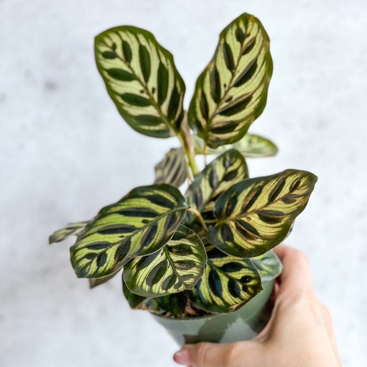  Calathea Makoyana - 'Peacock Plant'