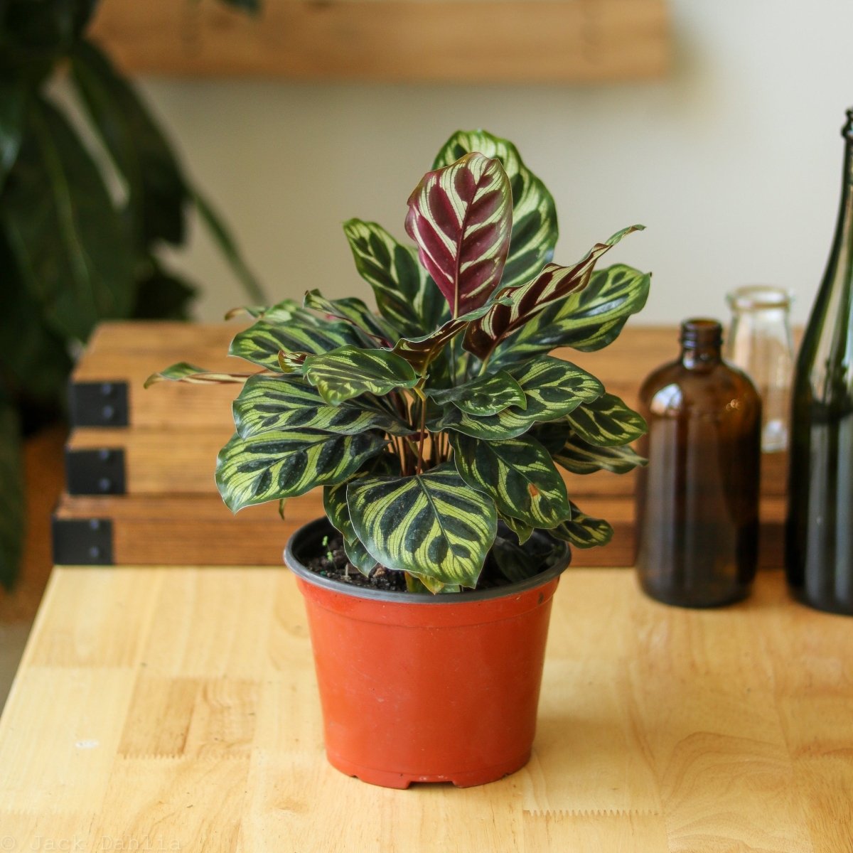  Calathea Makoyana - 'Peacock Plant'