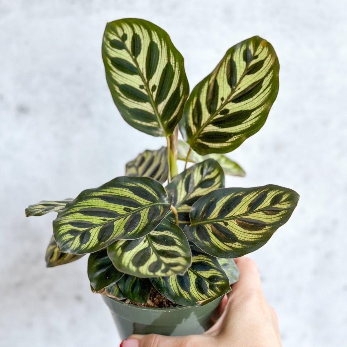  Calathea Makoyana - 'Peacock Plant'