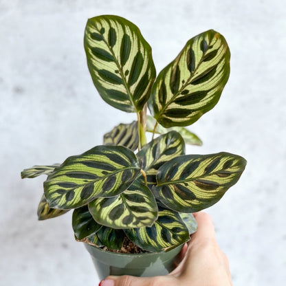  Calathea Makoyana - 'Peacock Plant'