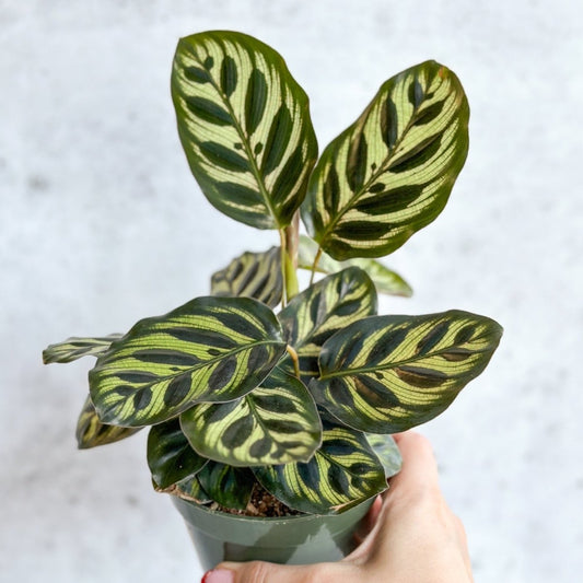  Calathea Makoyana - 'Peacock Plant'