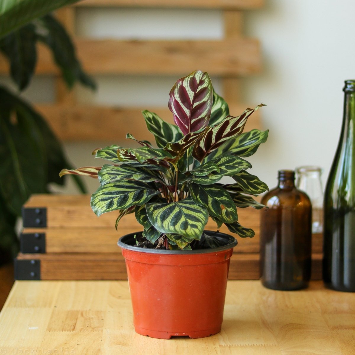 Calathea Makoyana - 'Peacock Plant'