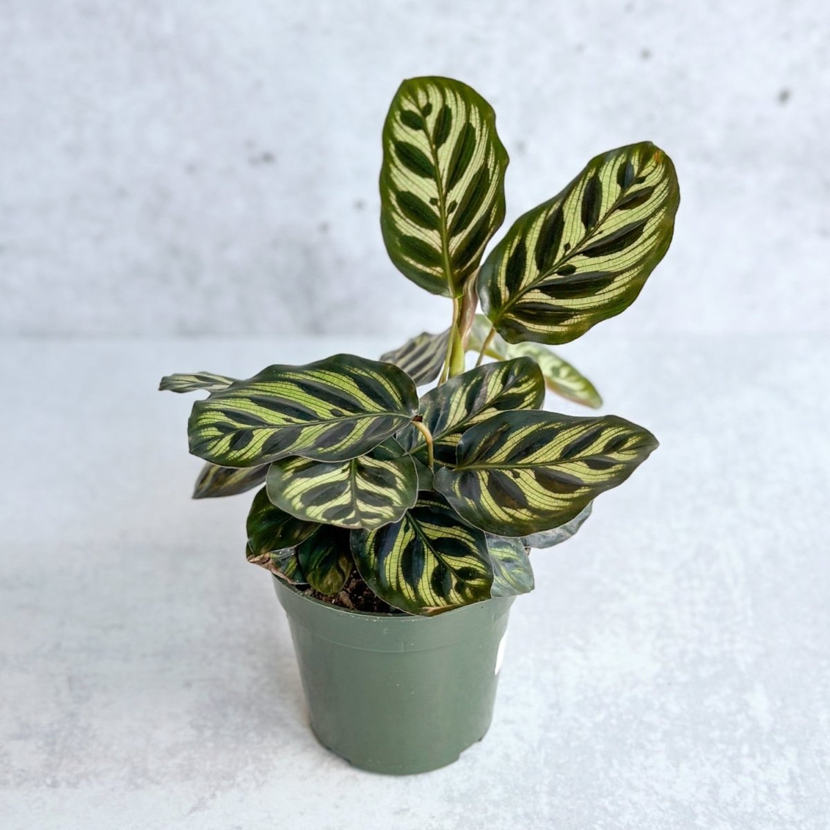  Calathea Makoyana - 'Peacock Plant'