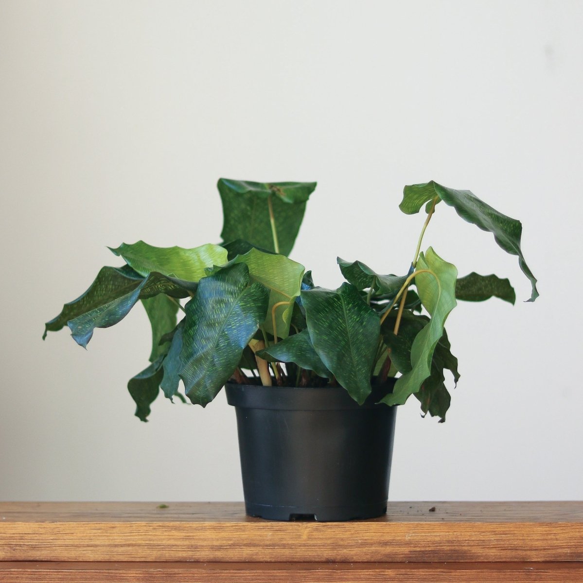  Calathea Musaica ‘Network’