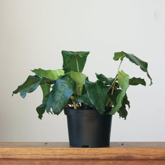  Calathea Musaica ‘Network’