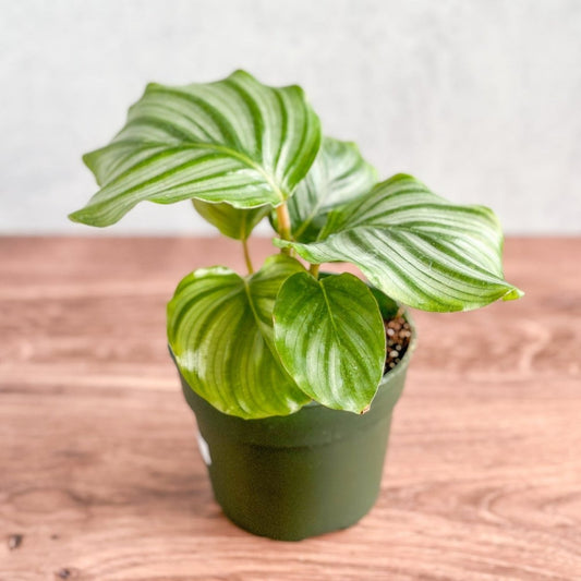  Calathea Orbifolia - Round Leaf Prayer Plant - Various Sizes