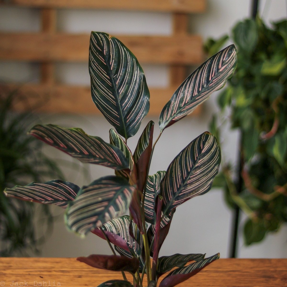  Calathea Ornata 'Pinstripe' Prayer Plant