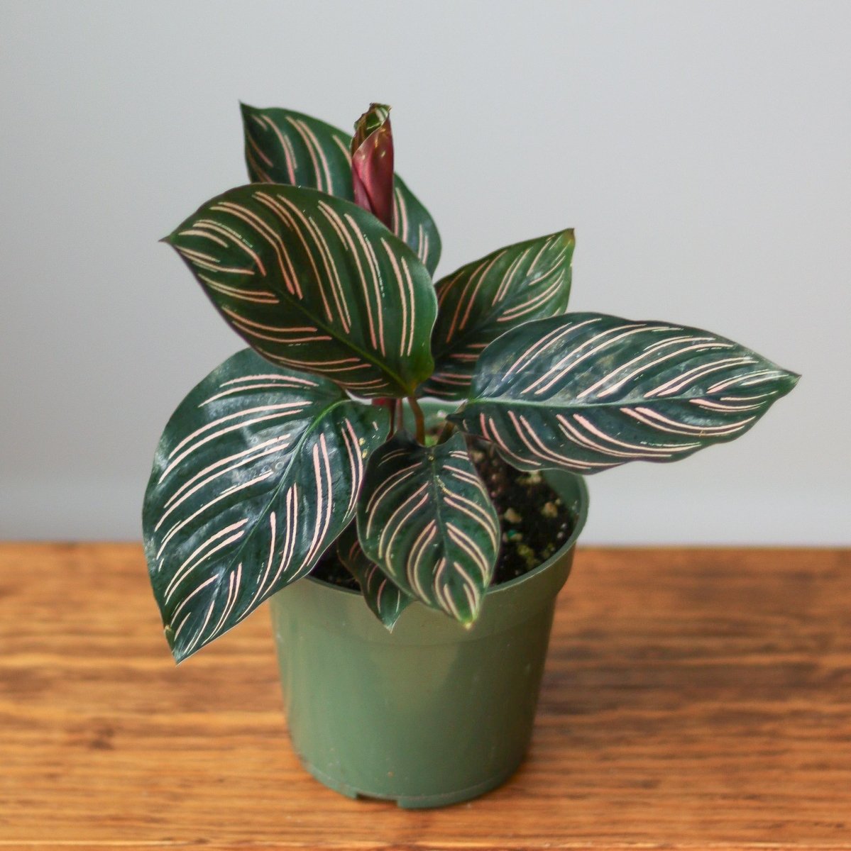  Calathea Ornata 'Pinstripe' Prayer Plant
