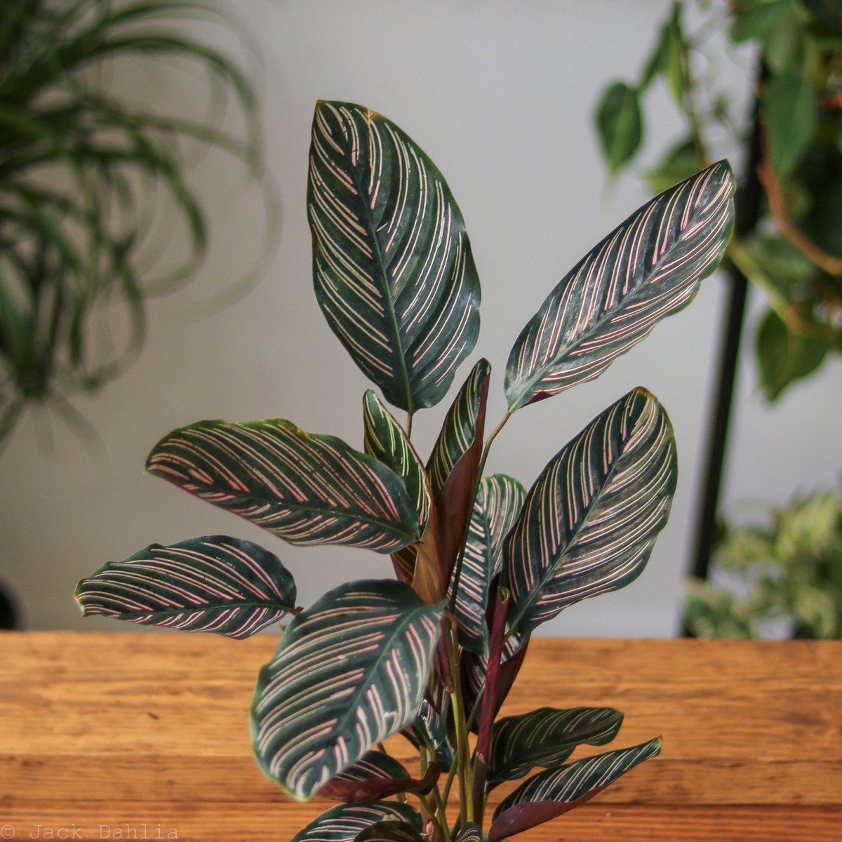  Calathea Ornata 'Pinstripe' Prayer Plant
