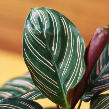 Calathea Ornata 'Pinstripe' Prayer Plant