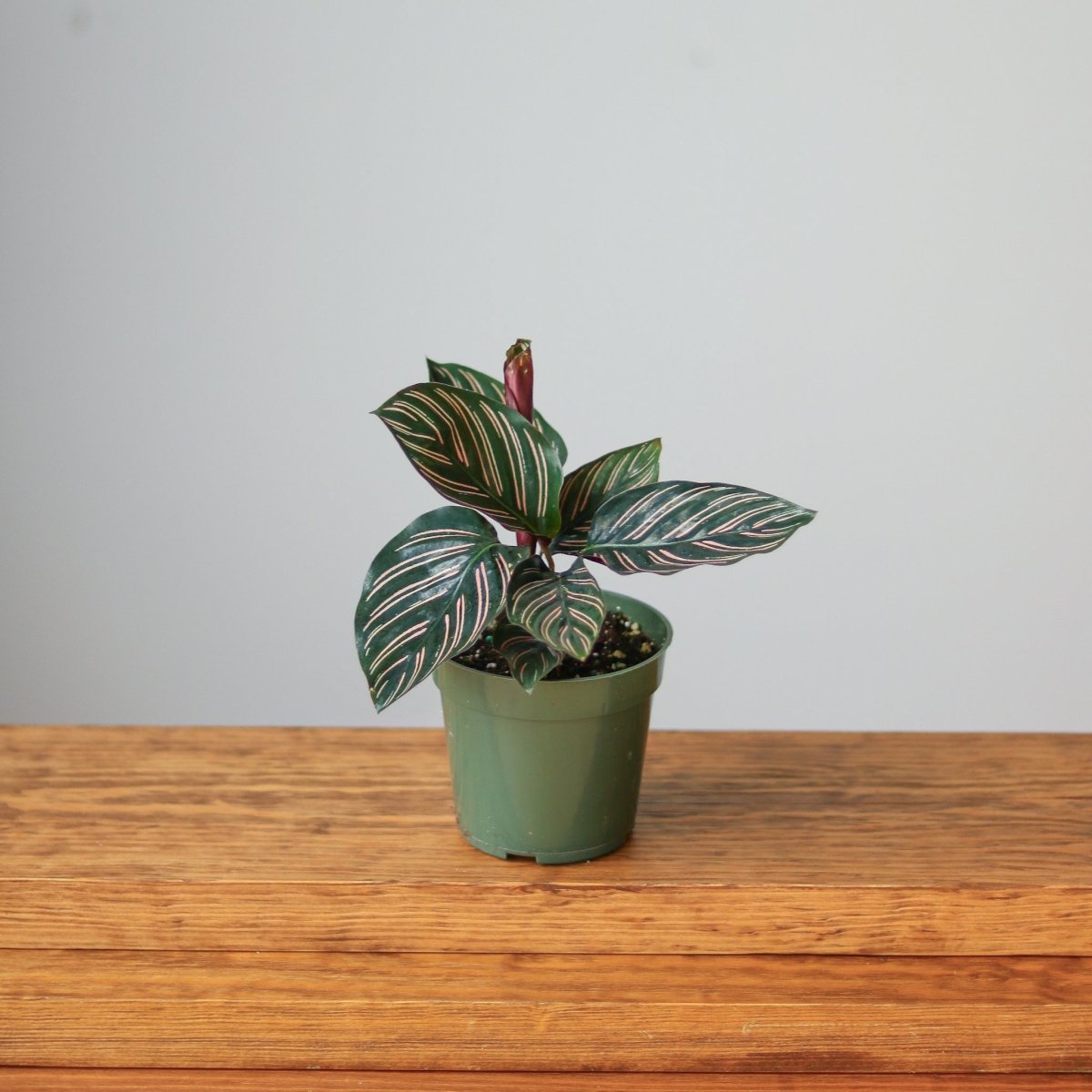  Calathea Ornata 'Pinstripe' Prayer Plant