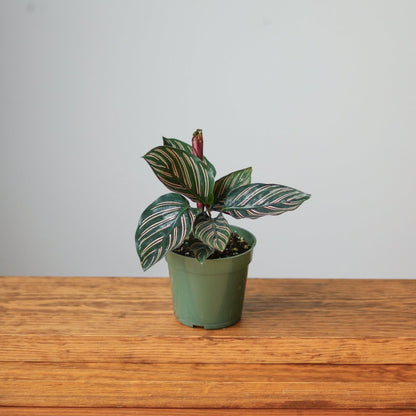  Calathea Ornata 'Pinstripe' Prayer Plant