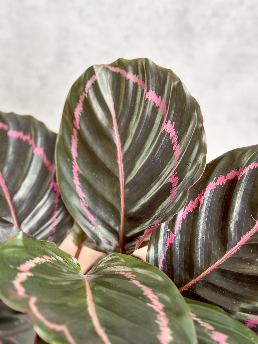  Calathea Roseopicta 'Dottie' - Drama Queen