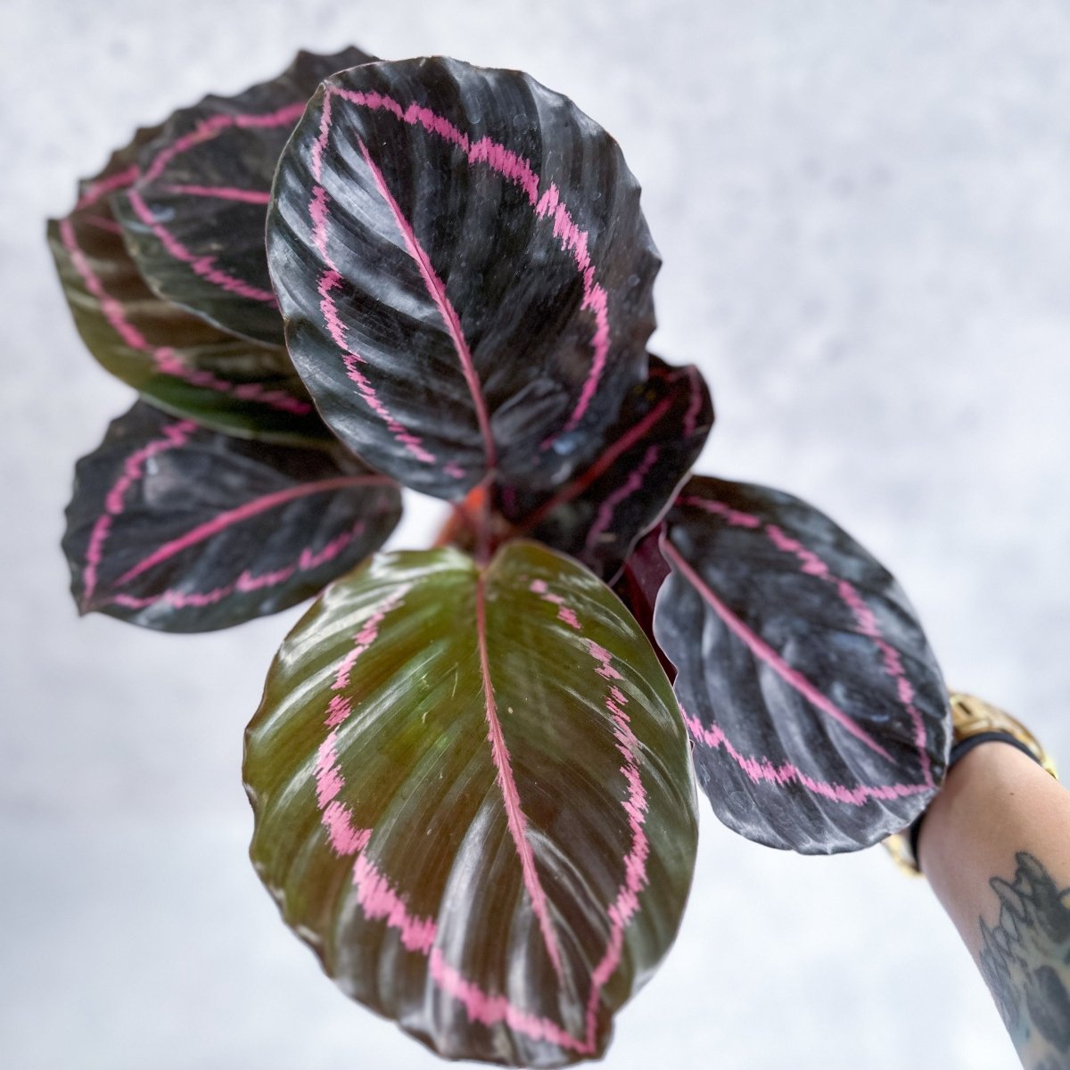  Calathea Roseopicta 'Dottie' - Drama Queen