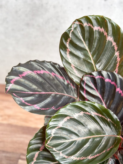  Calathea Roseopicta 'Dottie' - Drama Queen
