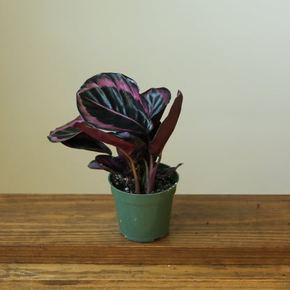  Calathea Roseopicta 'Dottie' - Drama Queen