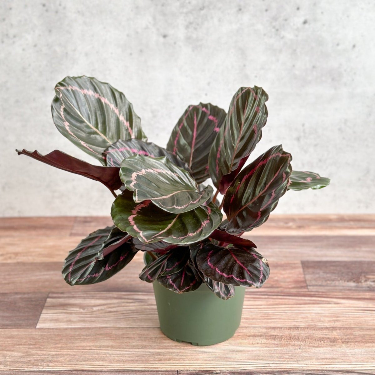  Calathea Roseopicta 'Dottie' - Drama Queen