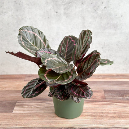  Calathea Roseopicta 'Dottie' - Drama Queen