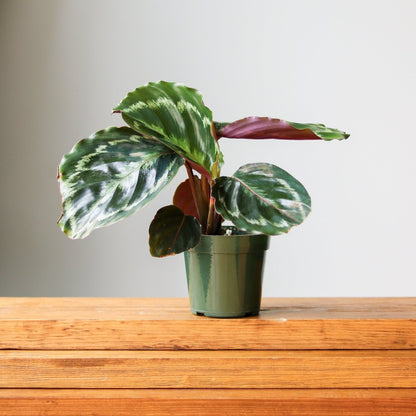  Calathea Roseopicta 'Medallion’