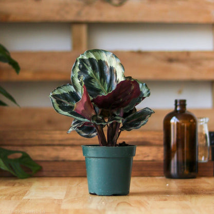  Calathea Roseopicta 'Medallion’