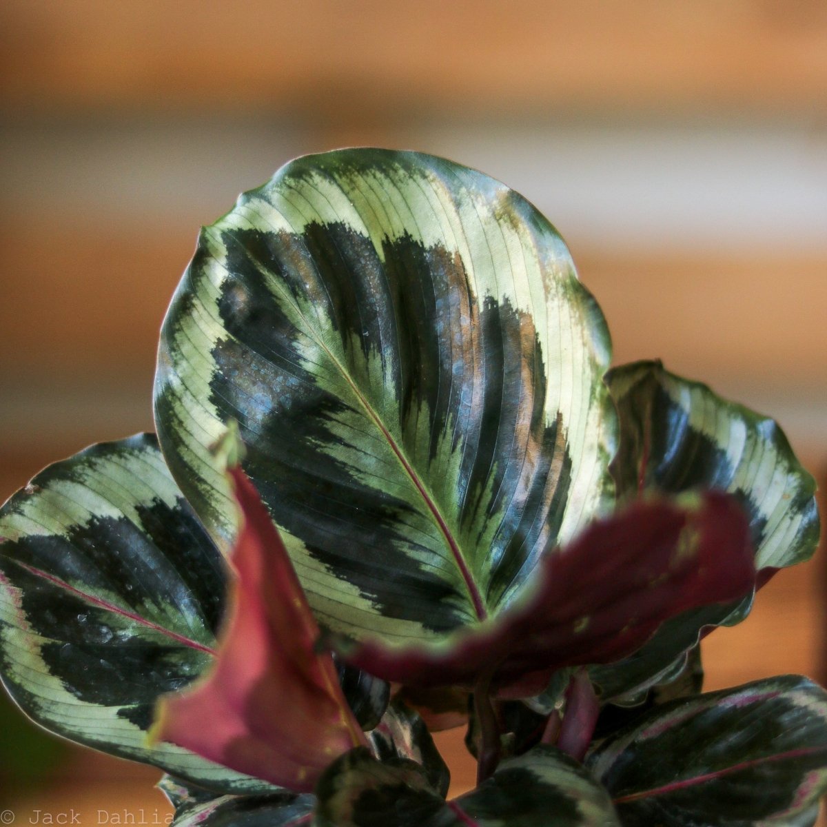  Calathea Roseopicta 'Medallion’