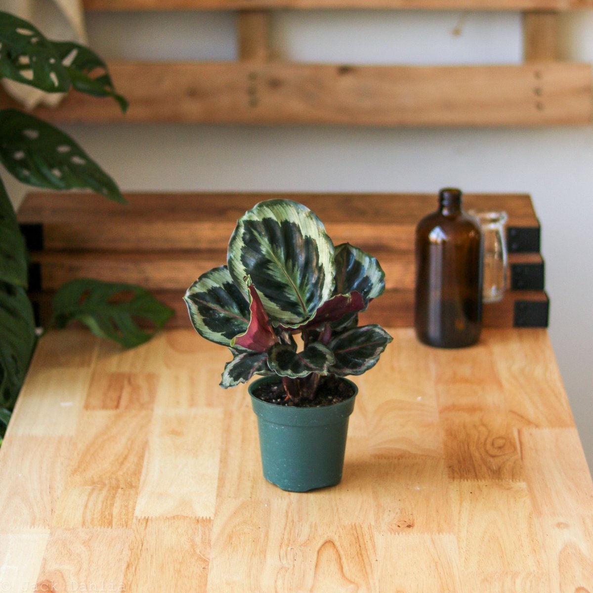  Calathea Roseopicta 'Medallion’