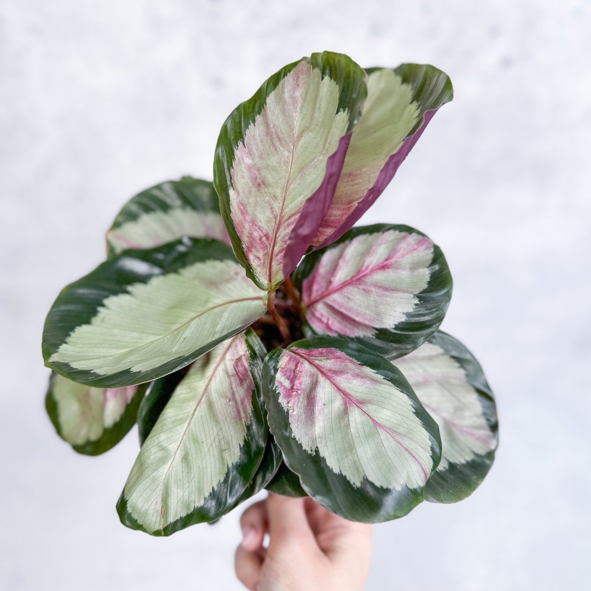  Calathea 'Rosy' - Rosy Calathea