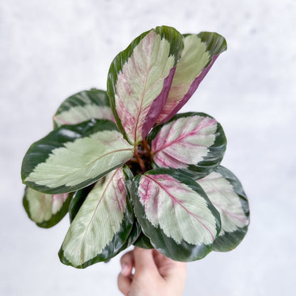  Calathea 'Rosy' - Rosy Calathea