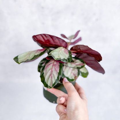  Calathea 'Rosy' - Rosy Calathea