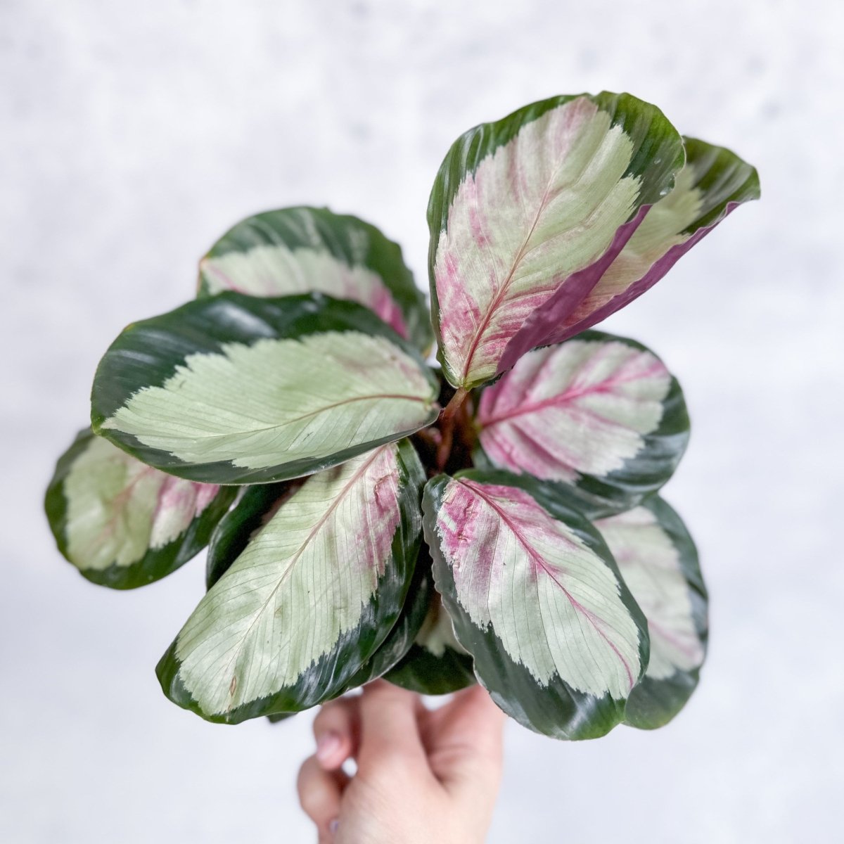  Calathea 'Rosy' - Rosy Calathea