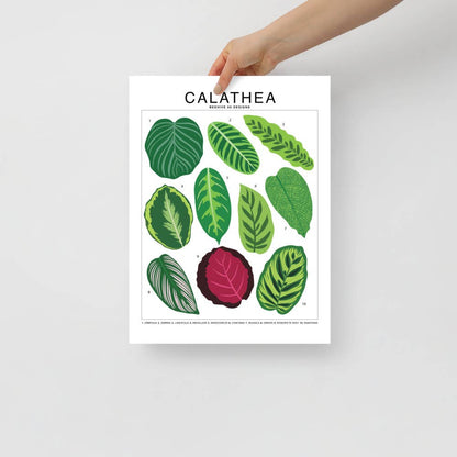  Calathea Species ID Chart - Botanical Houseplant Art Print