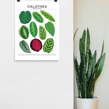  Calathea Species ID Chart - Botanical Houseplant Art Print