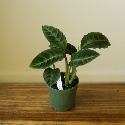  Calathea Warscewiczii Tigrina 'Jungle Velvet'