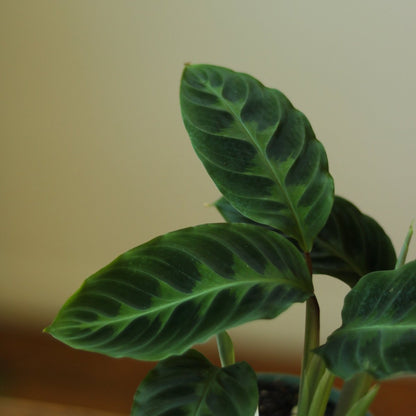  Calathea Warscewiczii Tigrina 'Jungle Velvet'