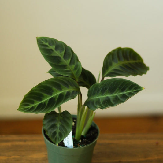  Calathea Warscewiczii Tigrina 'Jungle Velvet'