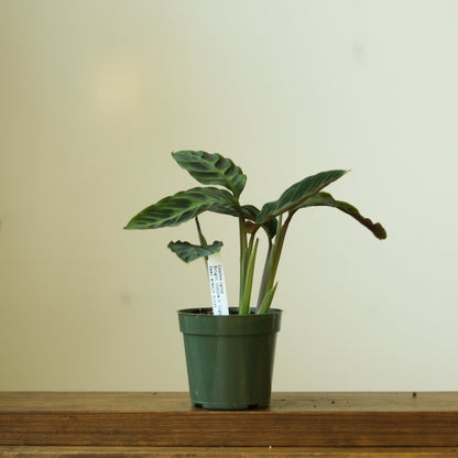  Calathea Warscewiczii Tigrina 'Jungle Velvet'