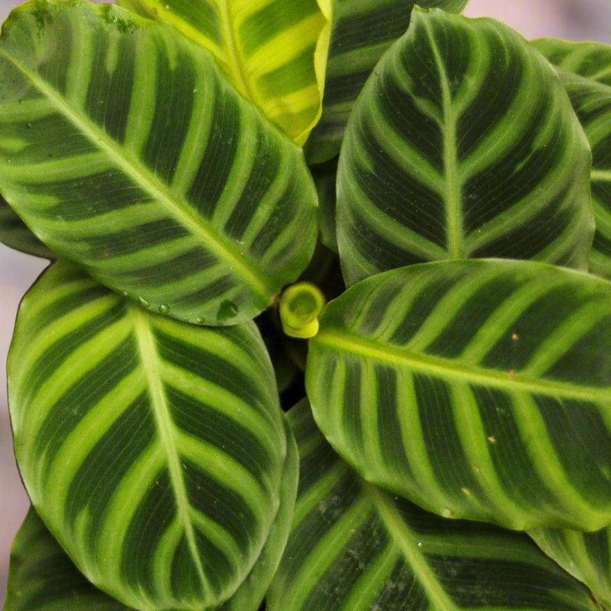  Calathea Zebrina 'Zebra Plant'