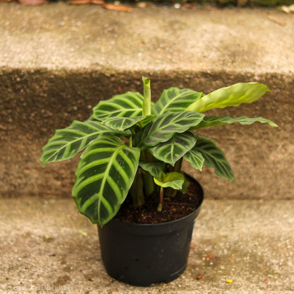  Calathea Zebrina 'Zebra Plant'