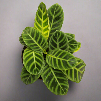  Calathea Zebrina 'Zebra Plant'