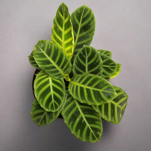  Calathea Zebrina 'Zebra Plant'