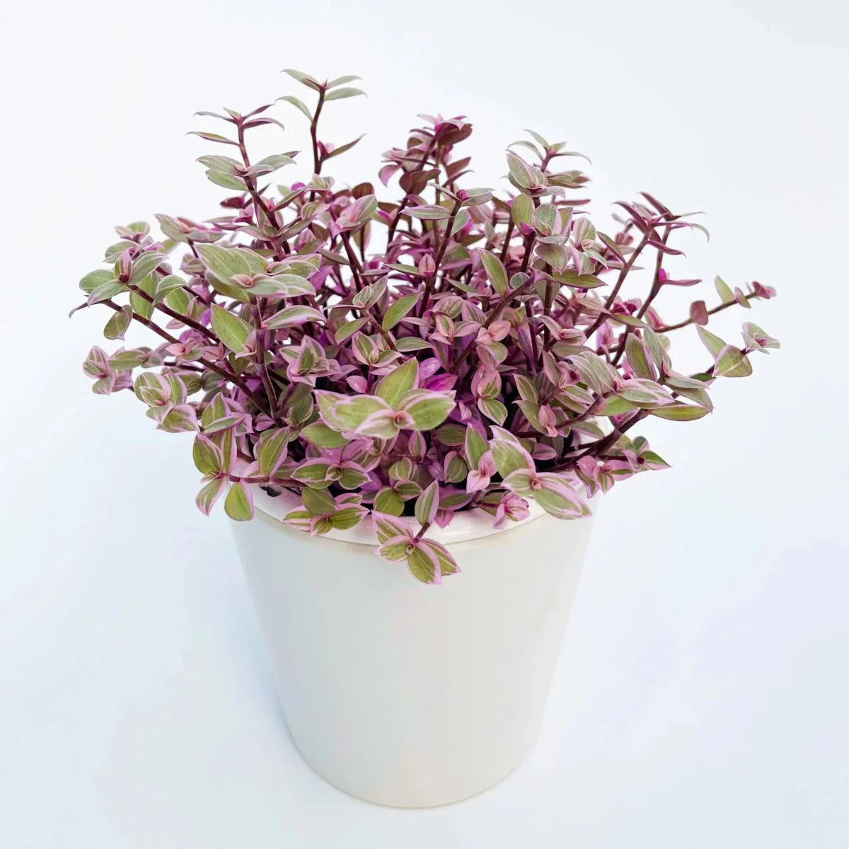  Callisia Repens ‘Pink Passion’ – Pink Passion Turtle Vine