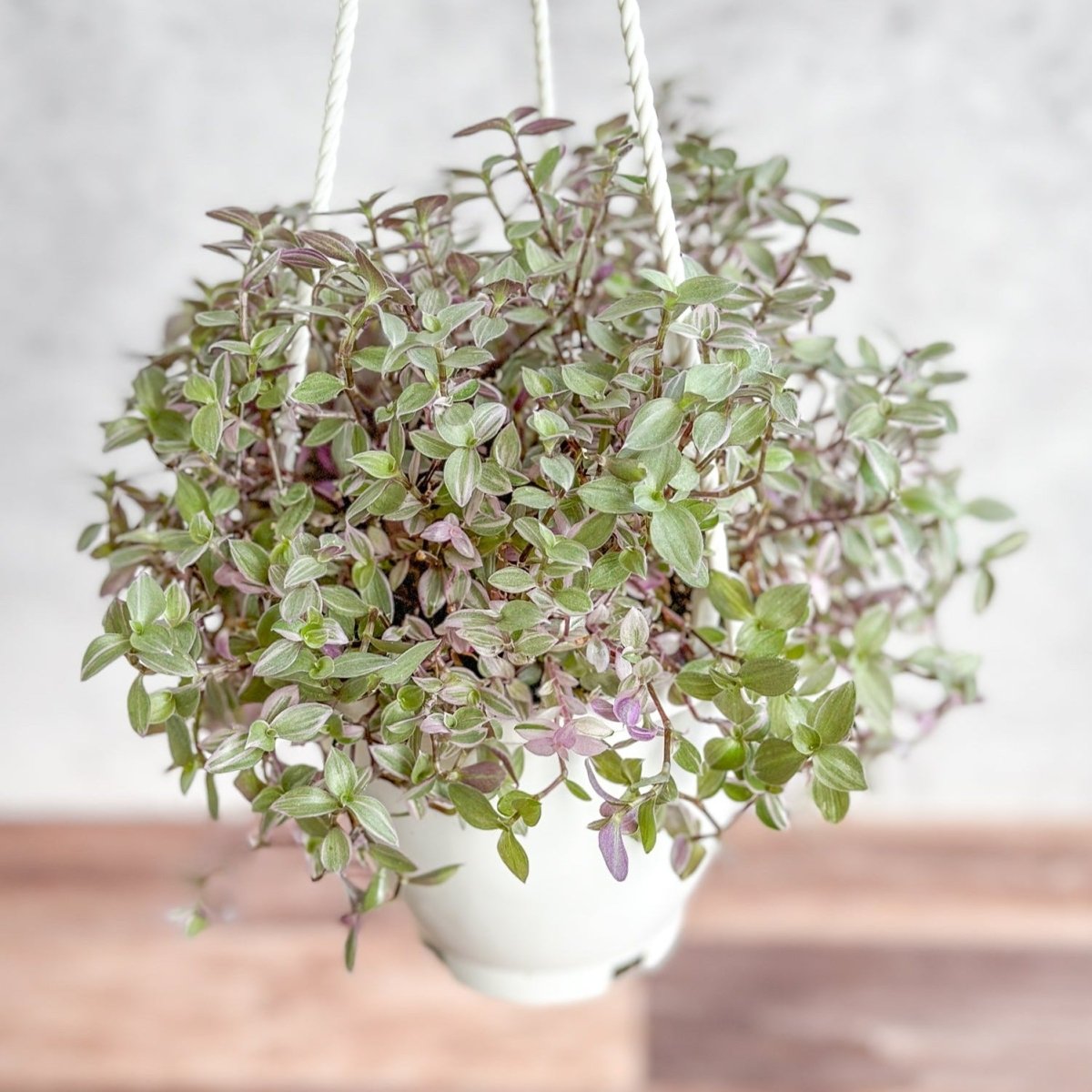  Callisia Repens Pink Passion - Turtle Vine Hanging Basket